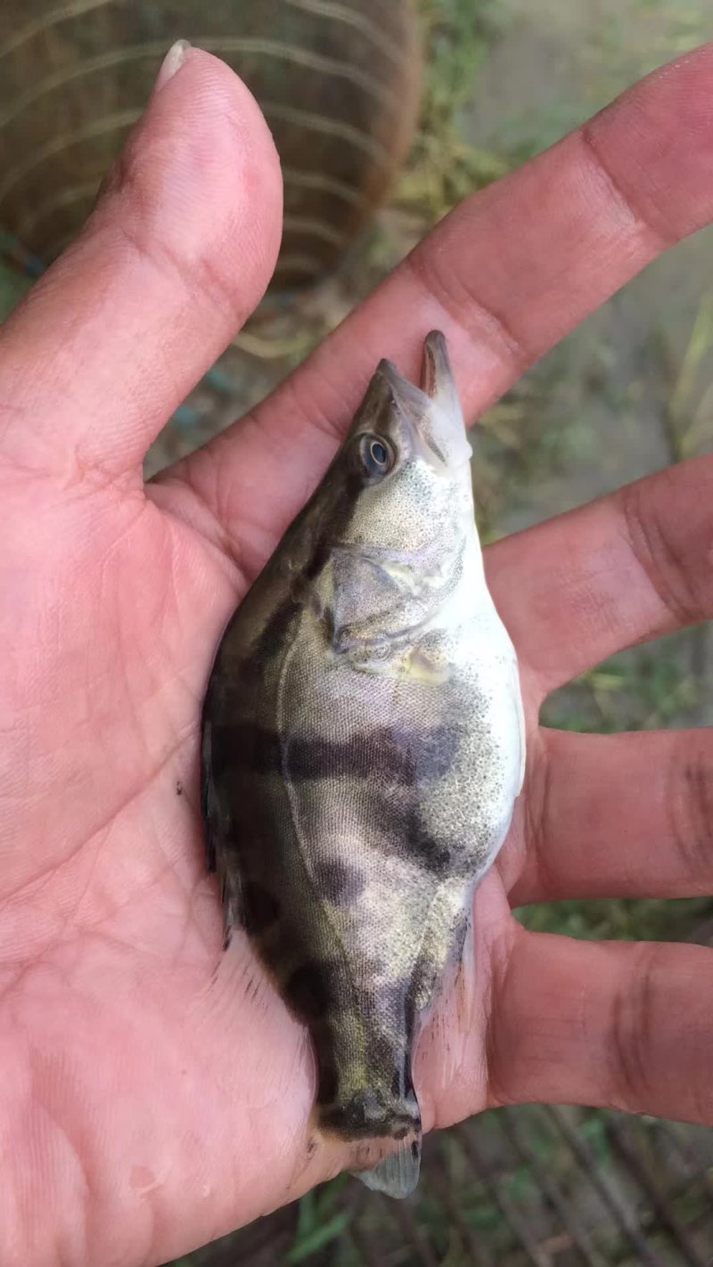 桂鱼苗，四大家鱼苗，鲮鱼(各种鱼苗水花寸片