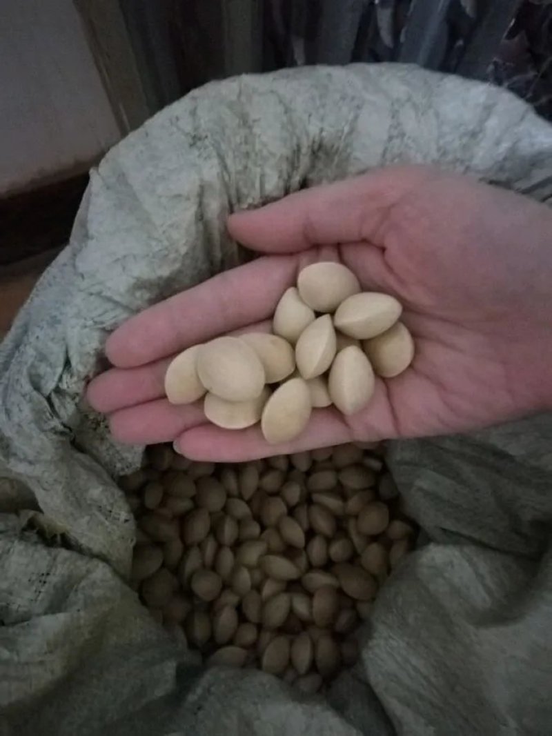 【银杏果白果新货】无硫银杏果不漂白生白果多规格可选包邮