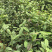 防城金花茶小苗品种对版，批发价格优惠，现在下去有花期