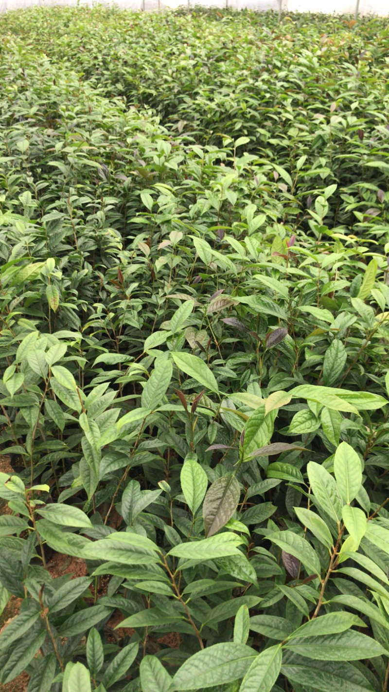 防城金花茶小苗品种对版，批发价格优惠，现在下去有花期