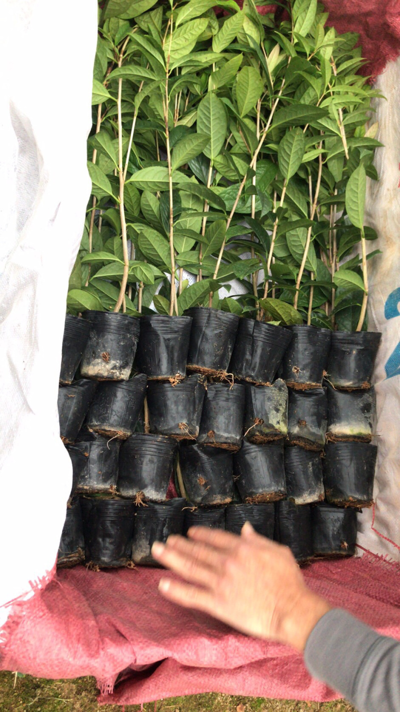 防城金花茶小苗品种对版，批发价格优惠，现在下去有花期