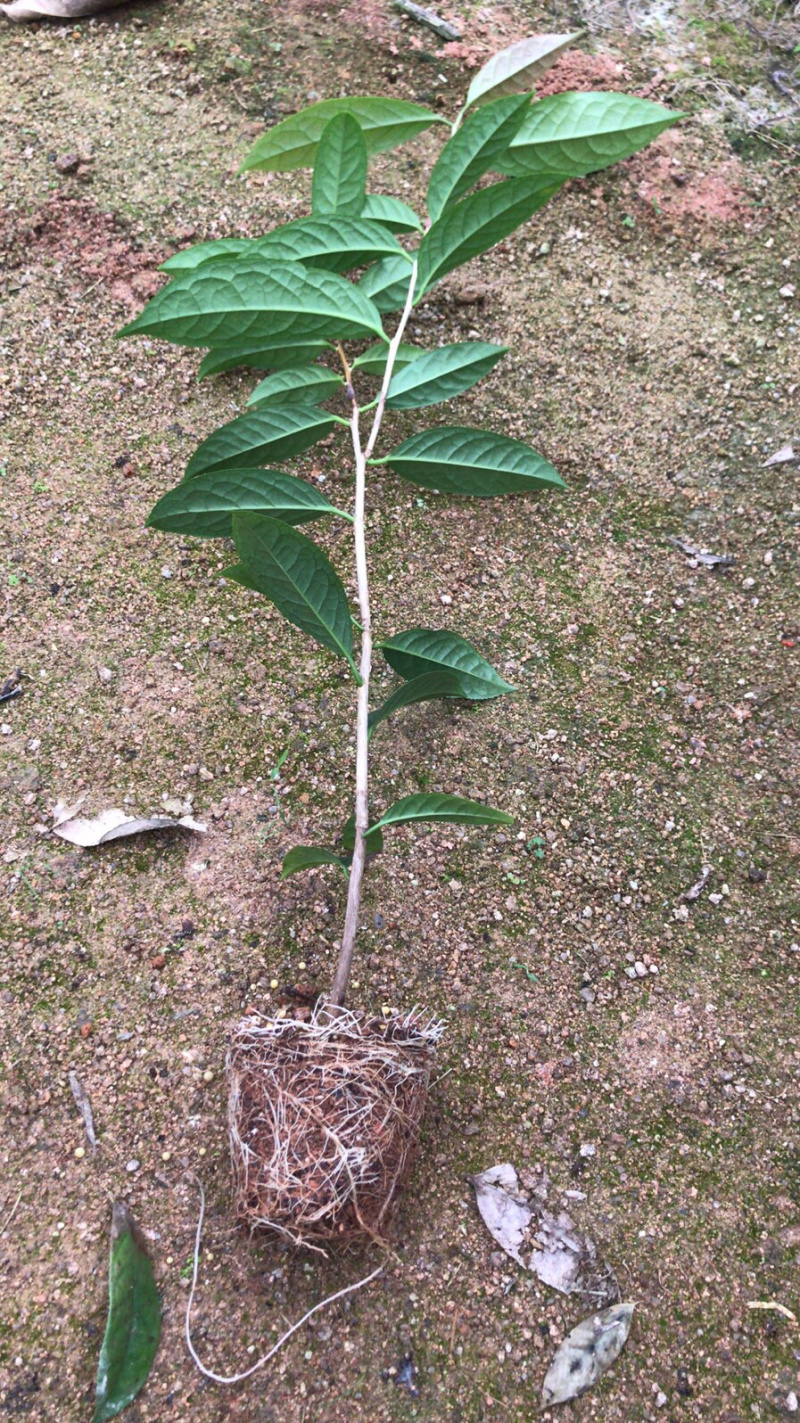 防城金花茶小苗品种对版，批发价格优惠，现在下去有花期
