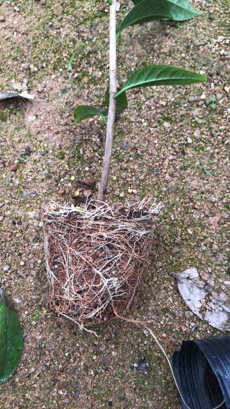防城金花茶小苗品种对版，批发价格优惠，现在下去有花期