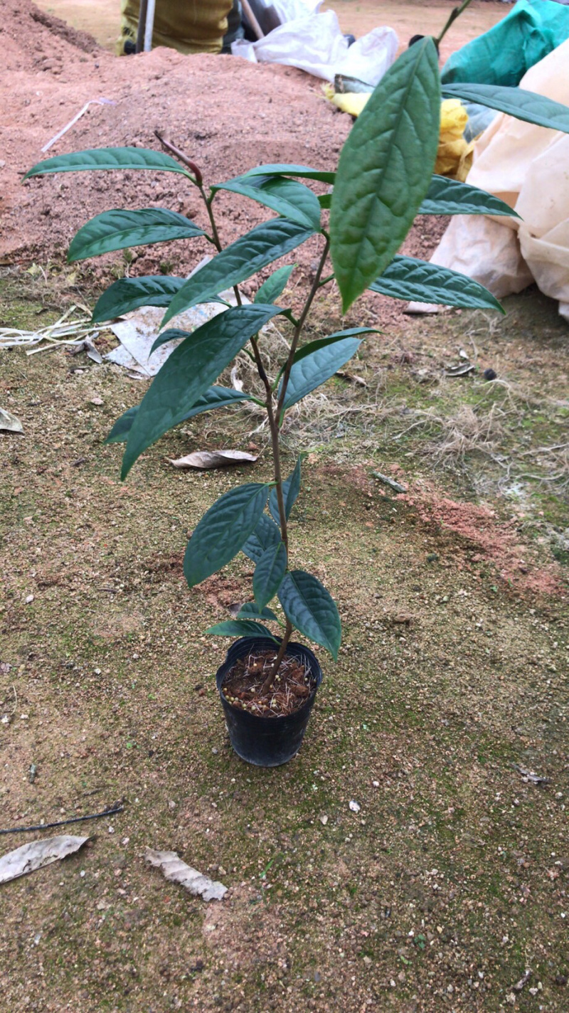 防城金花茶小苗品种对版，批发价格优惠，现在下去有花期