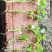 芹菜苗