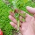芹菜苗