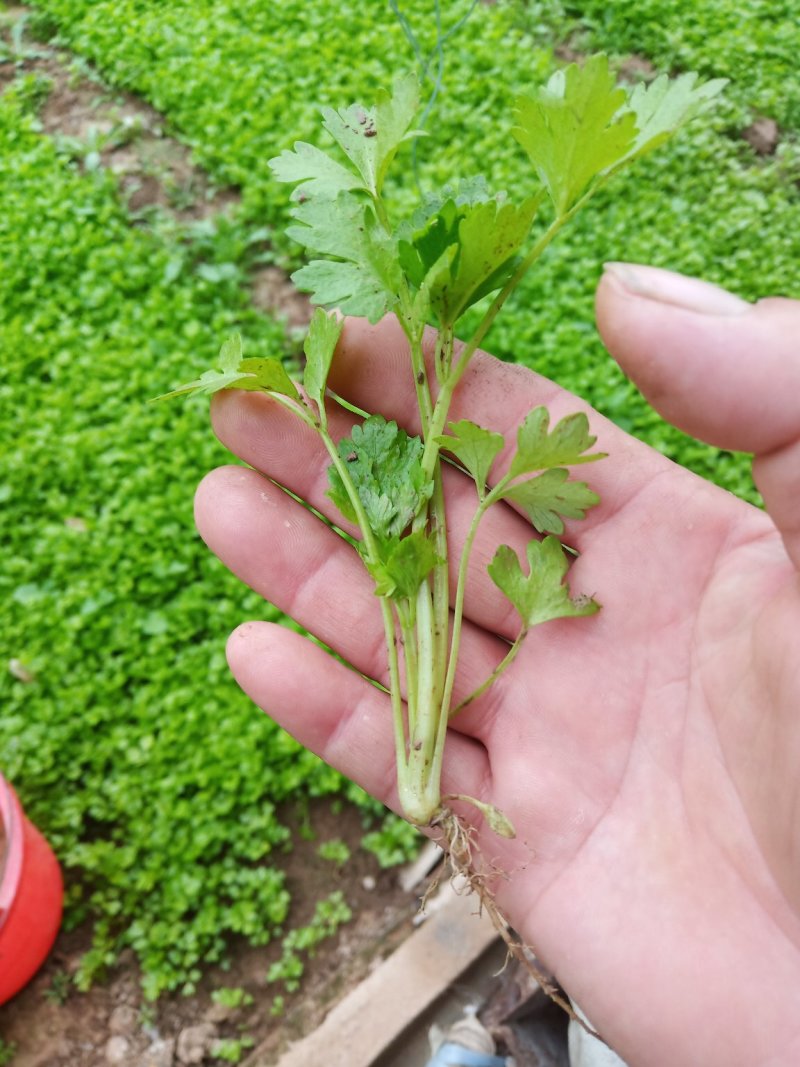 芹菜苗