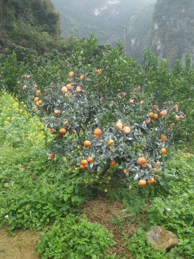 茂谷柑广西崇左区南宁区百色区承接电商批发