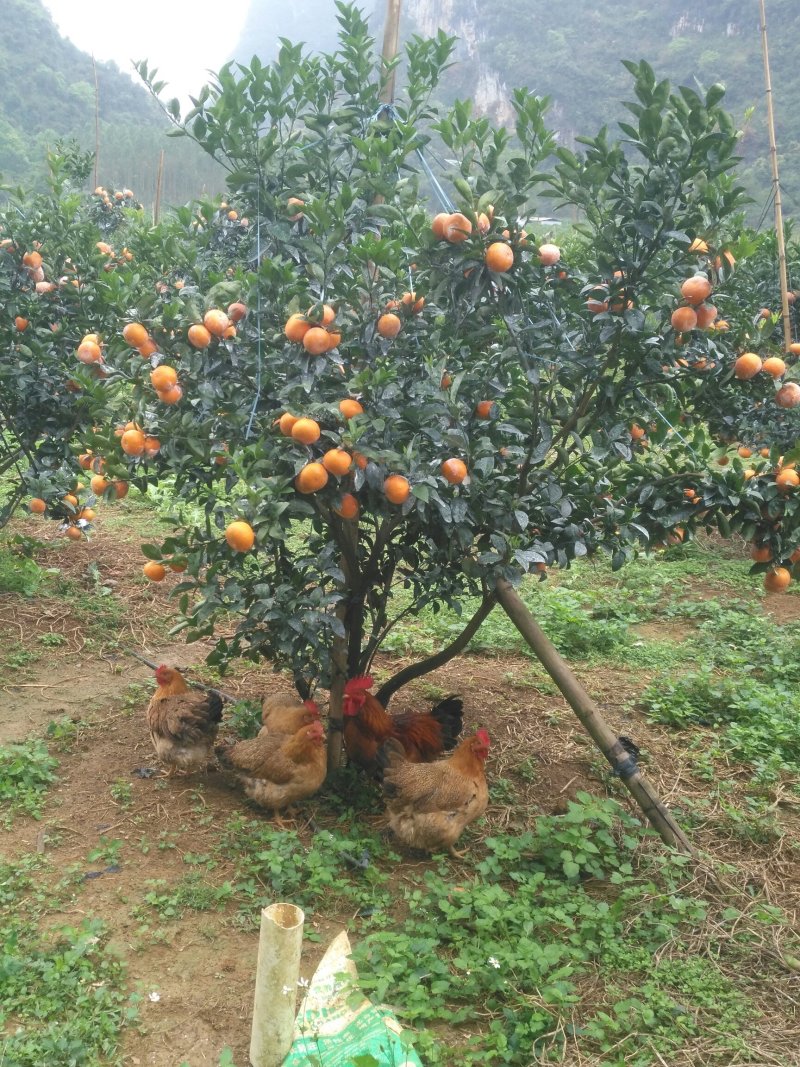 茂谷柑广西崇左区南宁区百色区承接电商批发