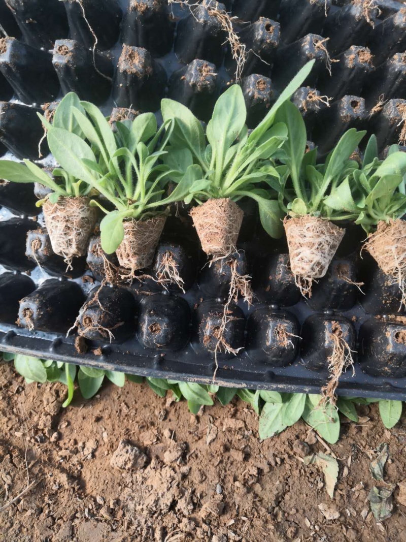 穴盘苗、牵牛、串红、长春花，孔雀草、非洲凤仙，