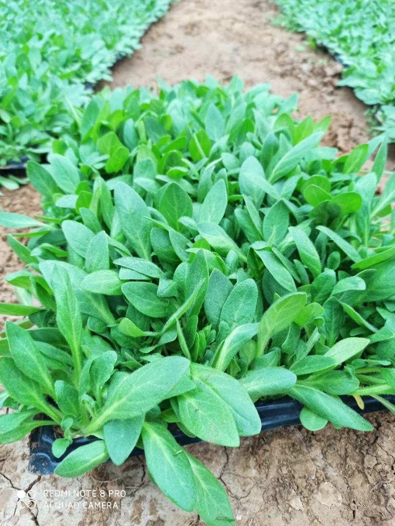 穴盘苗、牵牛、串红、长春花，孔雀草、非洲凤仙，