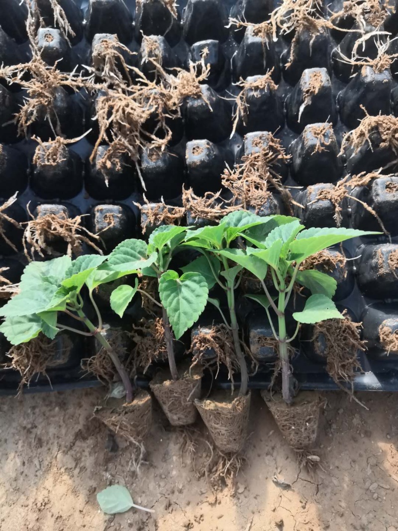 穴盘苗、牵牛、串红、长春花，孔雀草、非洲凤仙，