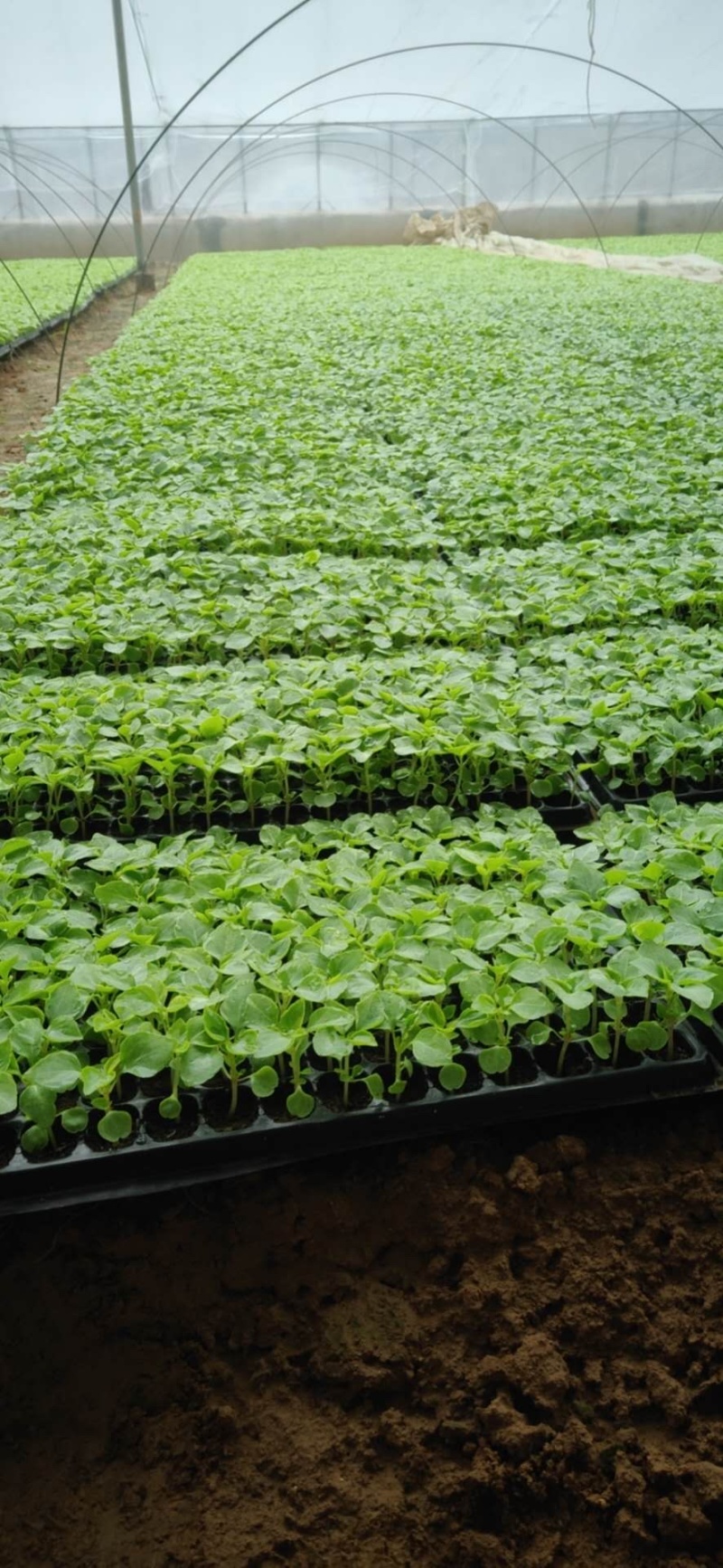 穴盘苗、牵牛、串红、长春花，孔雀草、非洲凤仙，
