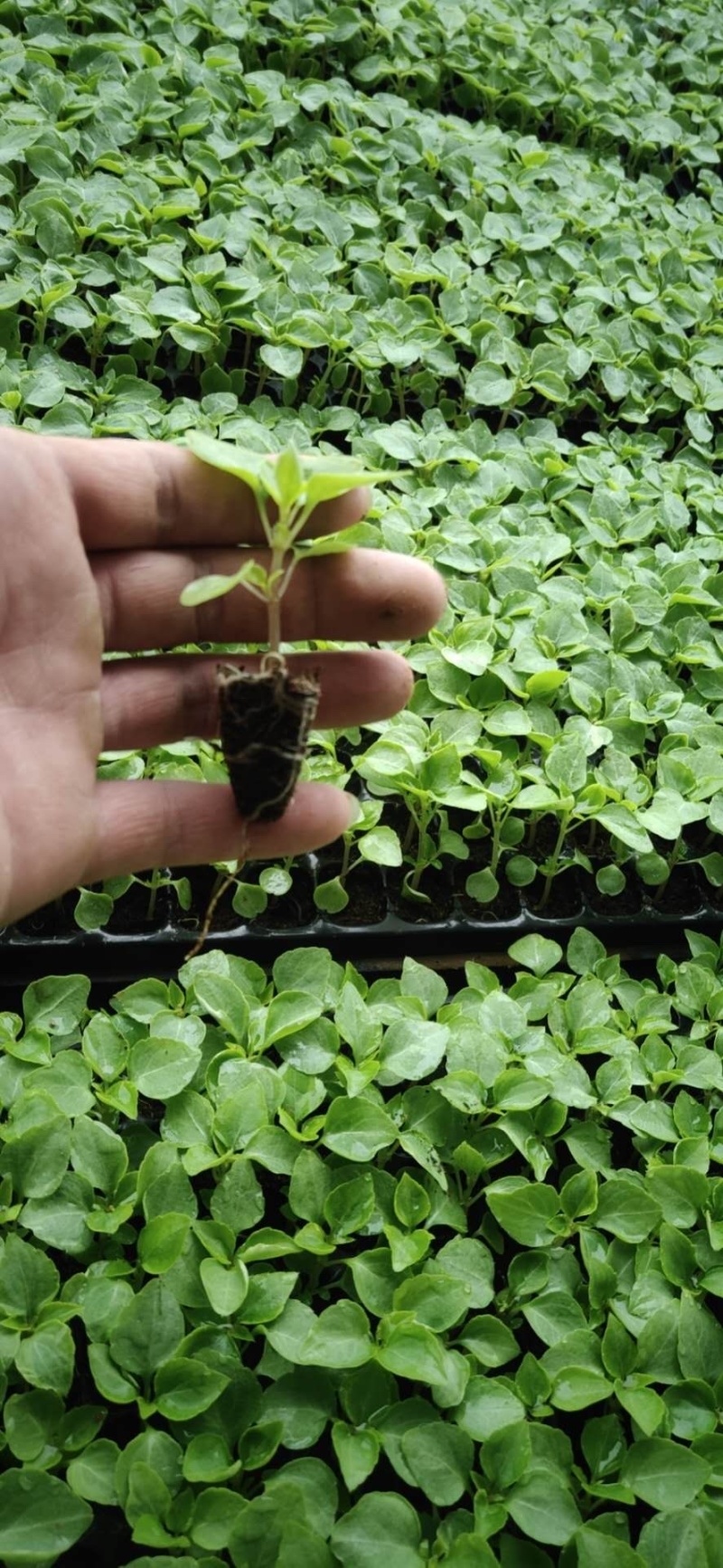 穴盘苗、牵牛、串红、长春花，孔雀草、非洲凤仙，