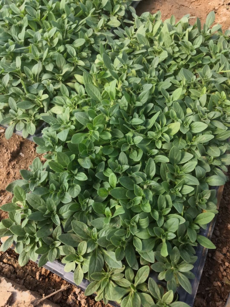 穴盘苗、牵牛、串红、长春花，孔雀草、非洲凤仙，