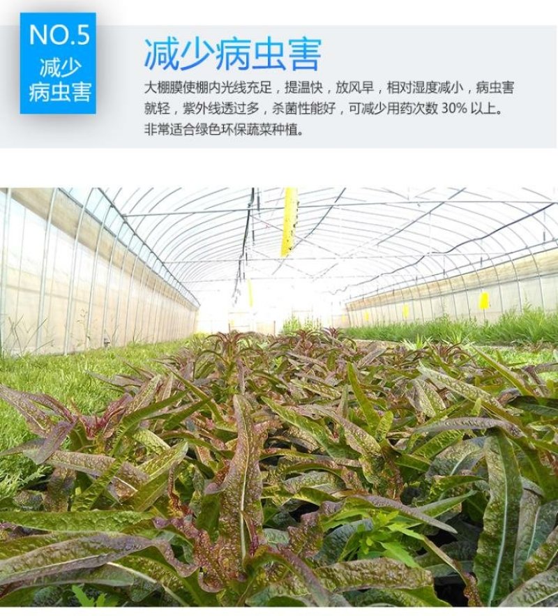 大棚膜淡蓝色抗氧化长寿消雾无滴膜厂家直销