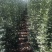 北海道黄杨、北海道各种高度、全国发货丛生北海道
