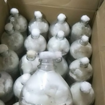 金耳原种二级种栽培种