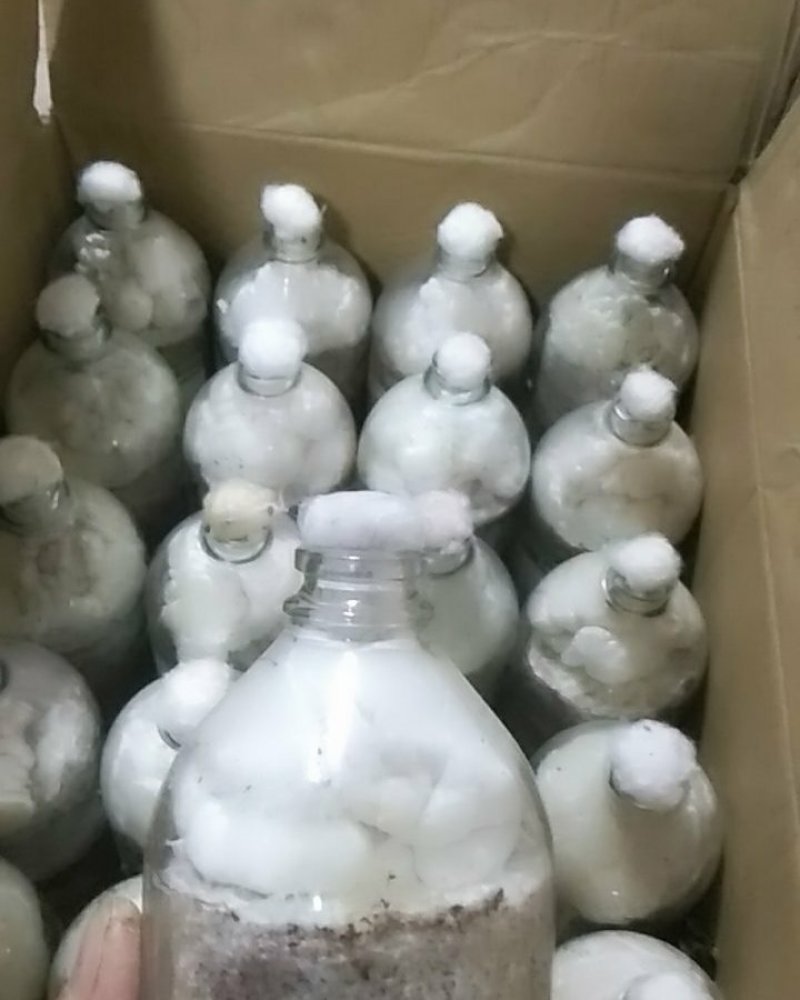 金耳原种二级种栽培种