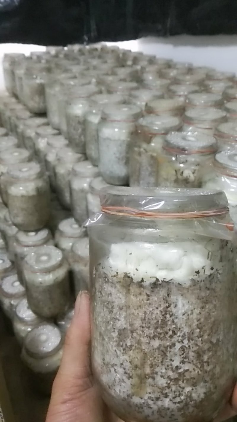 金耳原种二级种栽培种