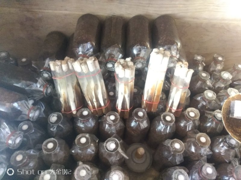 金耳原种二级种栽培种