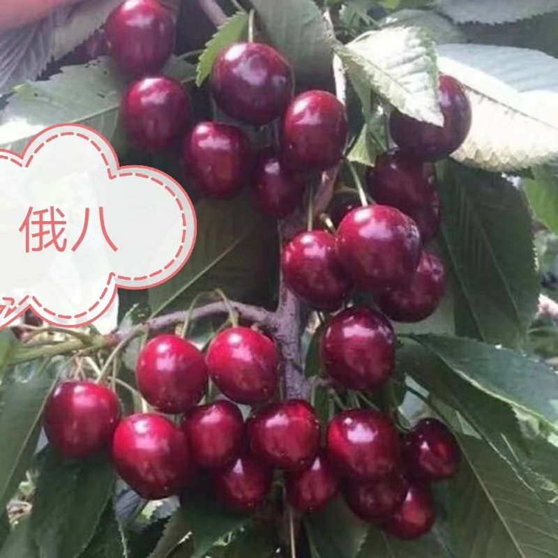 红灯笼樱桃苗2年80cm以上