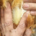 三黄阉鸡，150天的