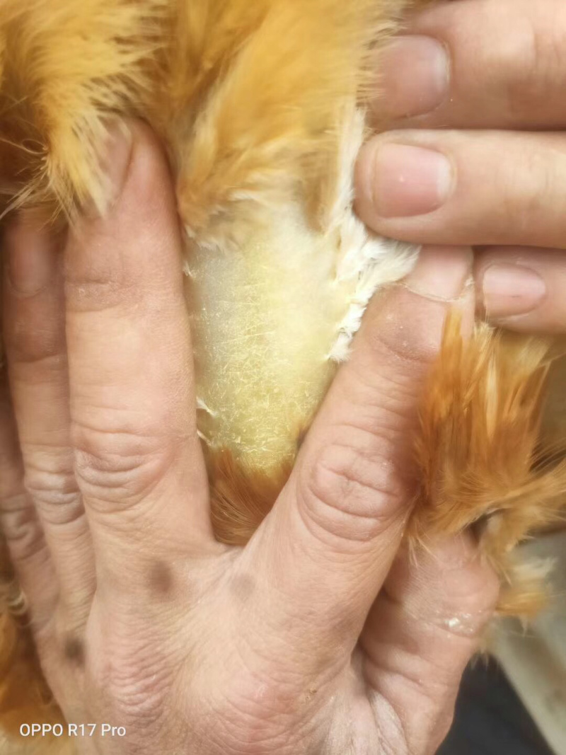 三黄阉鸡，150天的