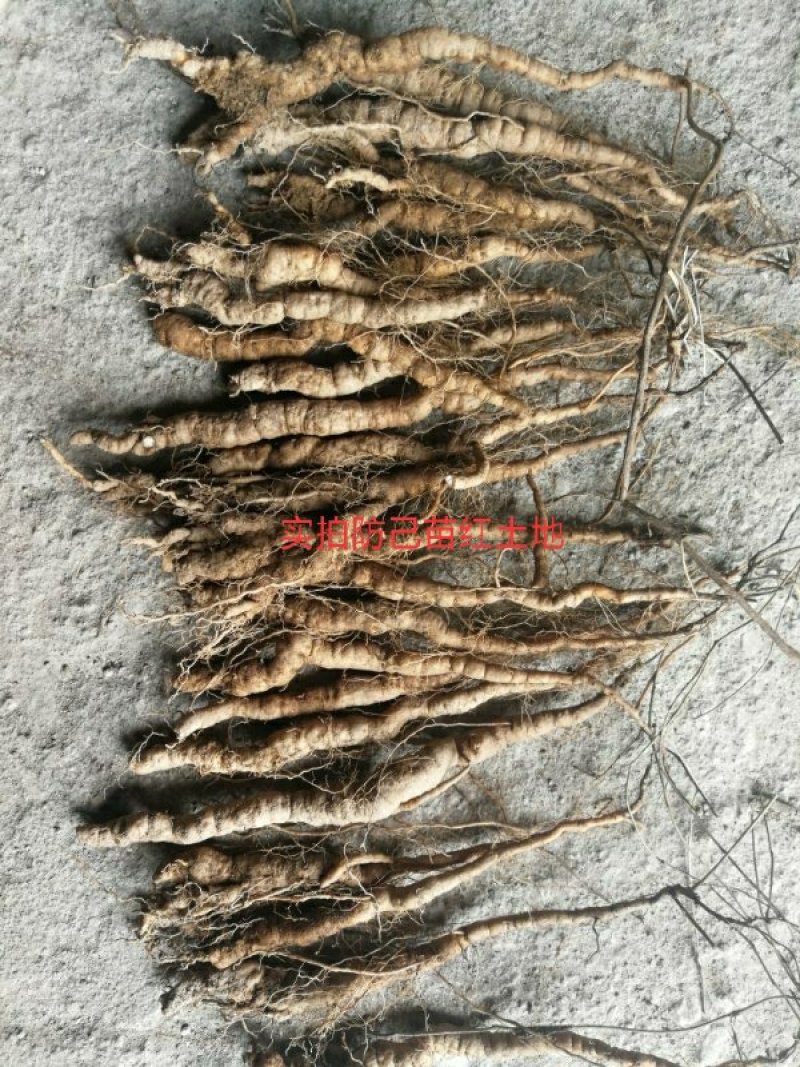 粉防己种苗，江西粉防己一年子育大苗，春播小苗