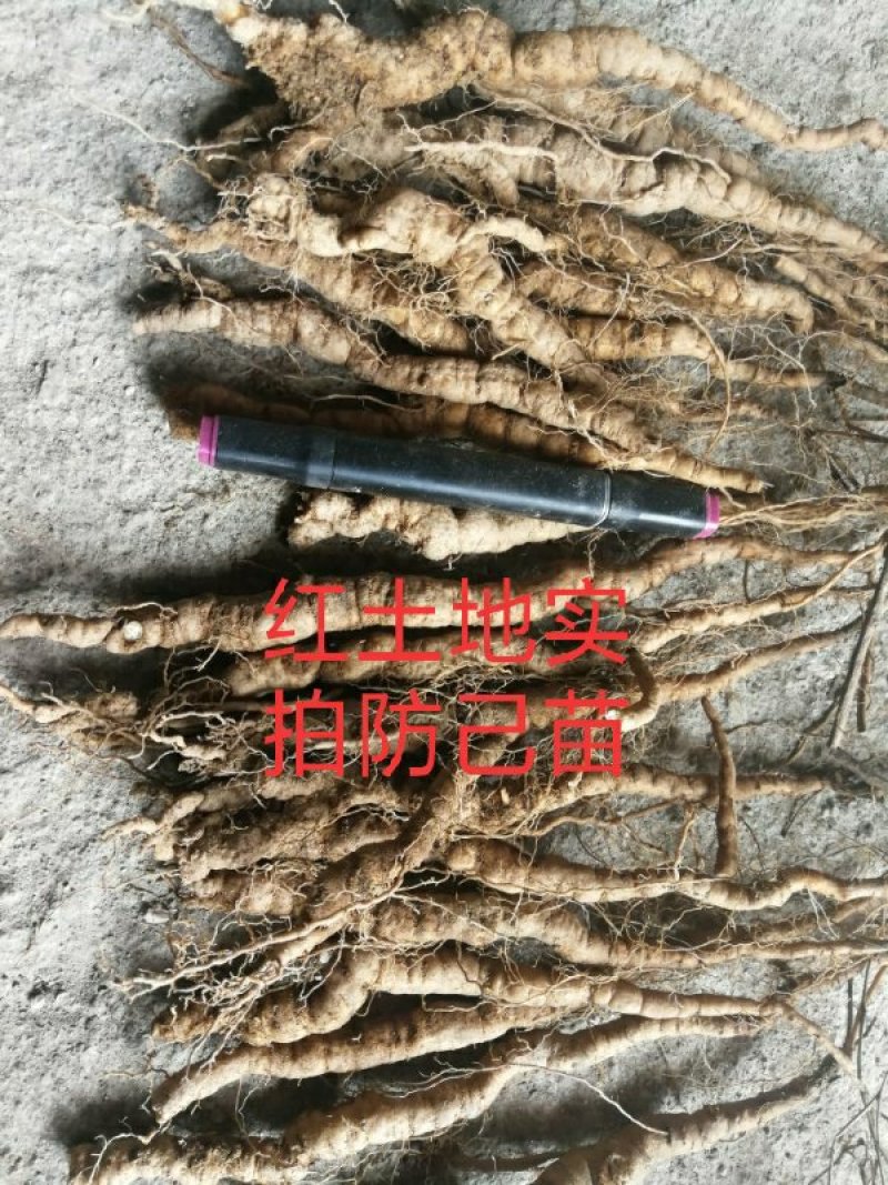 粉防己种苗，江西粉防己一年子育大苗，春播小苗