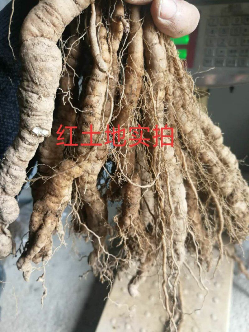 粉防己种苗，江西粉防己一年子育大苗，春播小苗