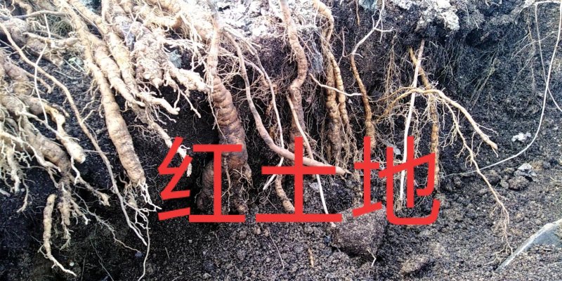 粉防己种苗，江西粉防己一年子育大苗，春播小苗