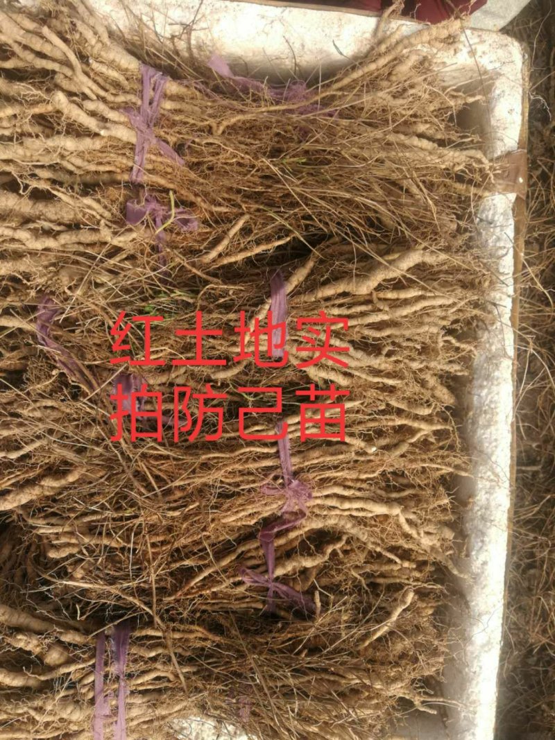 粉防己种苗，江西粉防己一年子育大苗，春播小苗