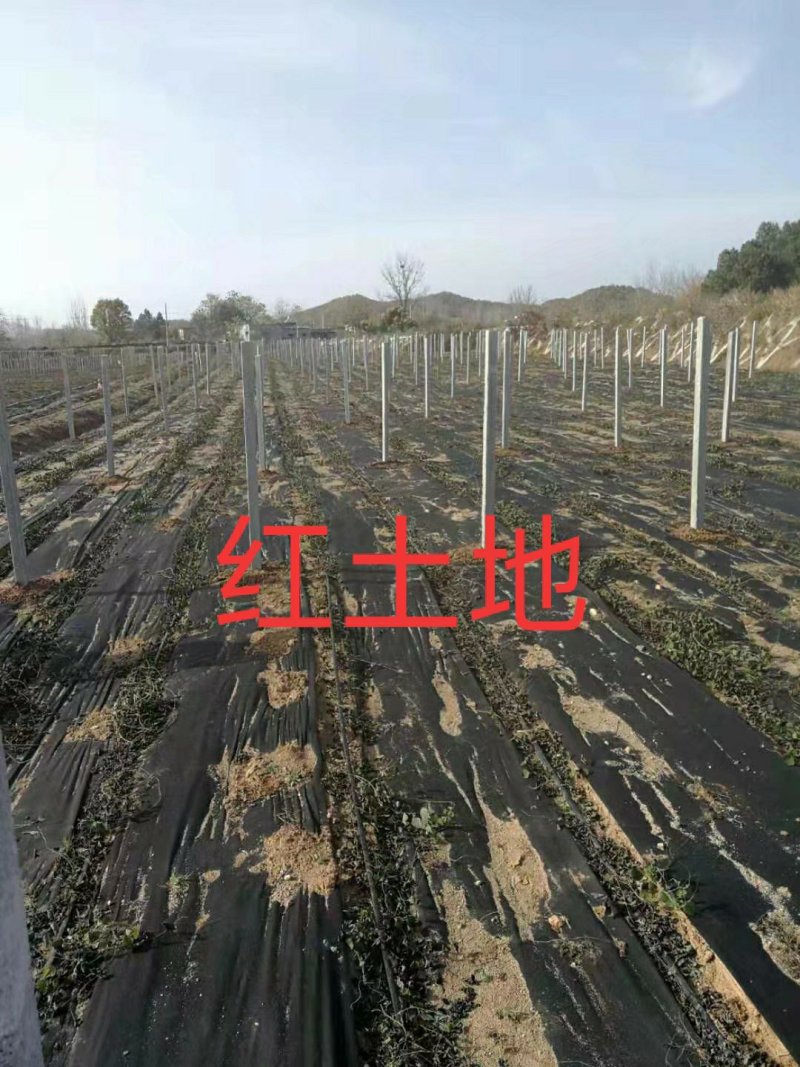 粉防己种苗，江西粉防己一年子育大苗，春播小苗
