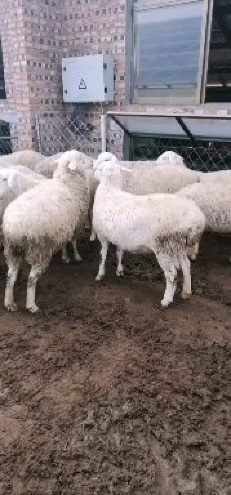 萨福克羊一年两胎一胎三羔农民致富经