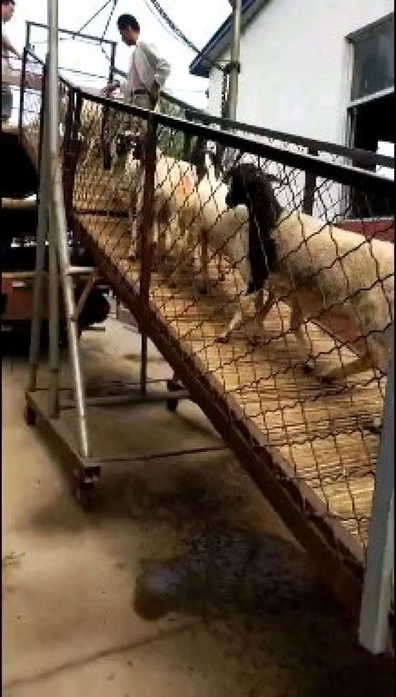 萨福克羊一年两胎一胎三羔农民致富经