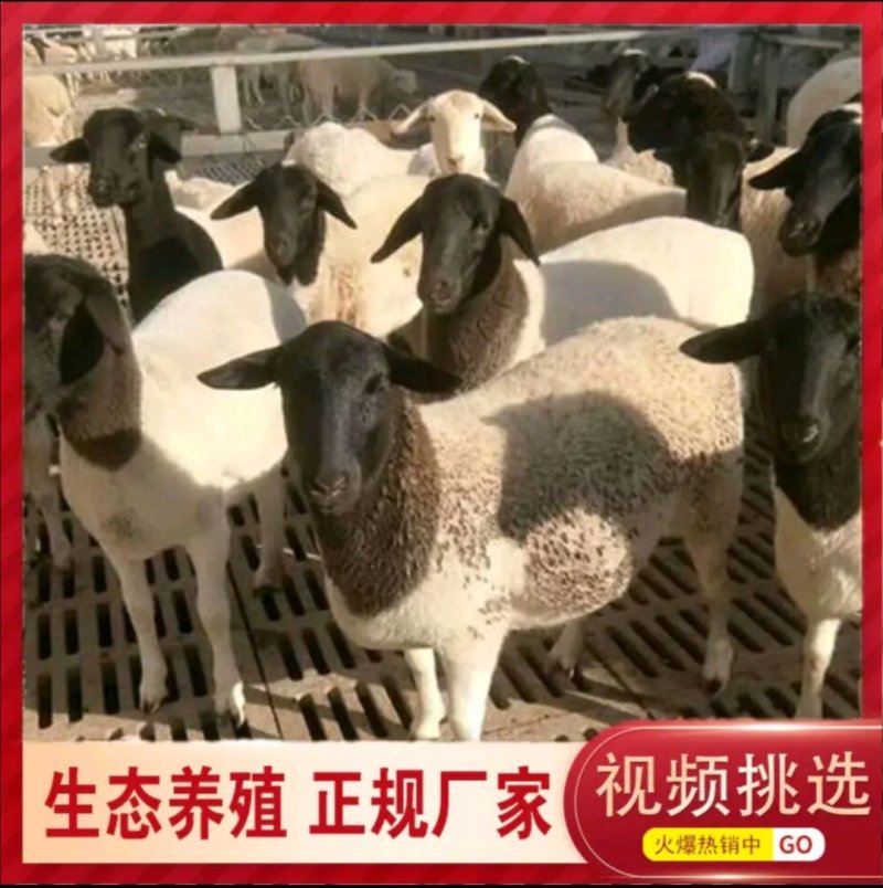 萨福克羊一年两胎一胎三羔农民致富经