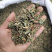 仙鹤草龙牙草老鹳嘴草龙牙狼牙草农家初选