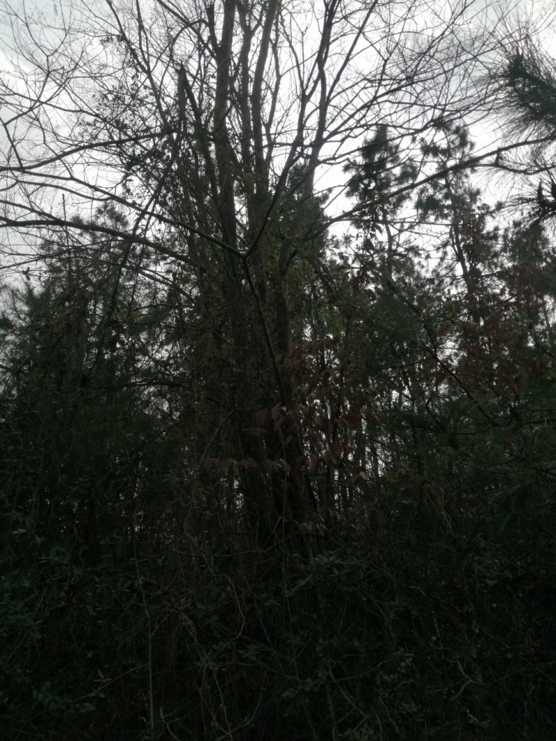 榆树