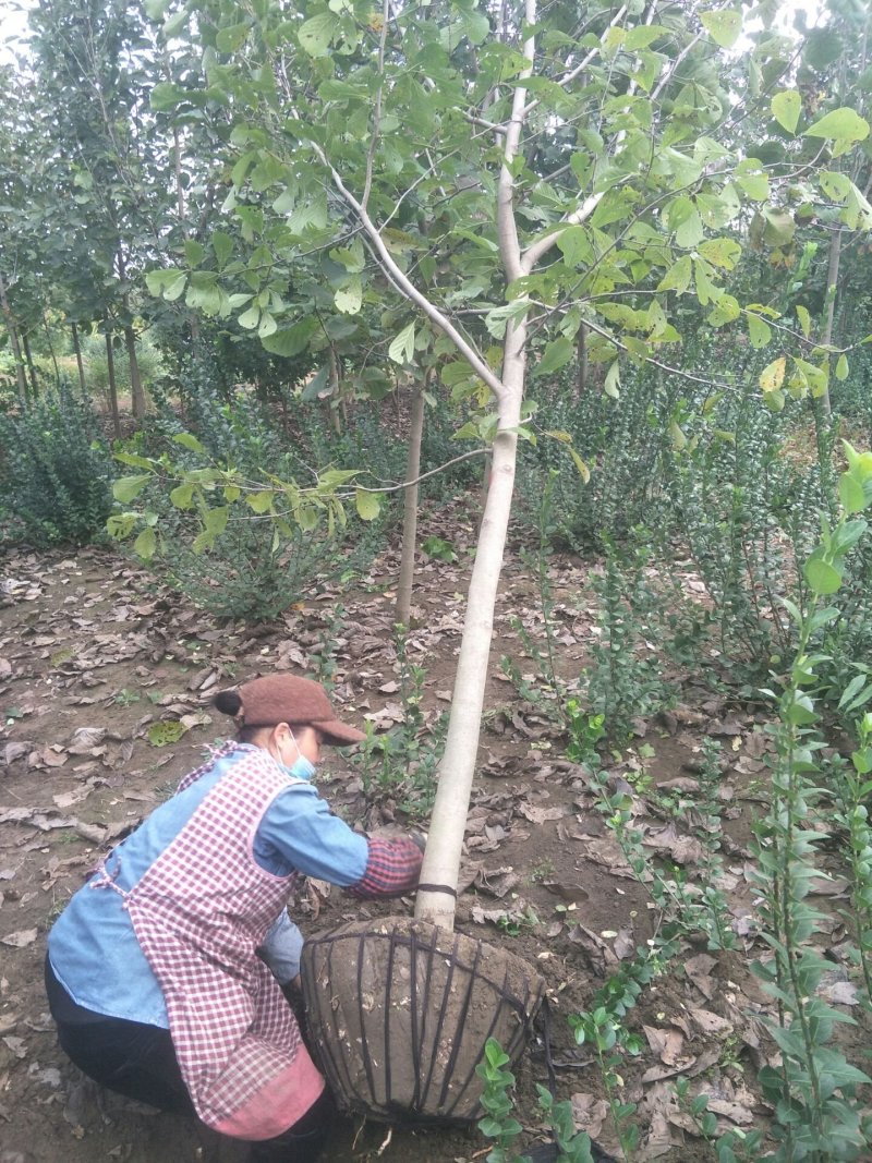玉兰树