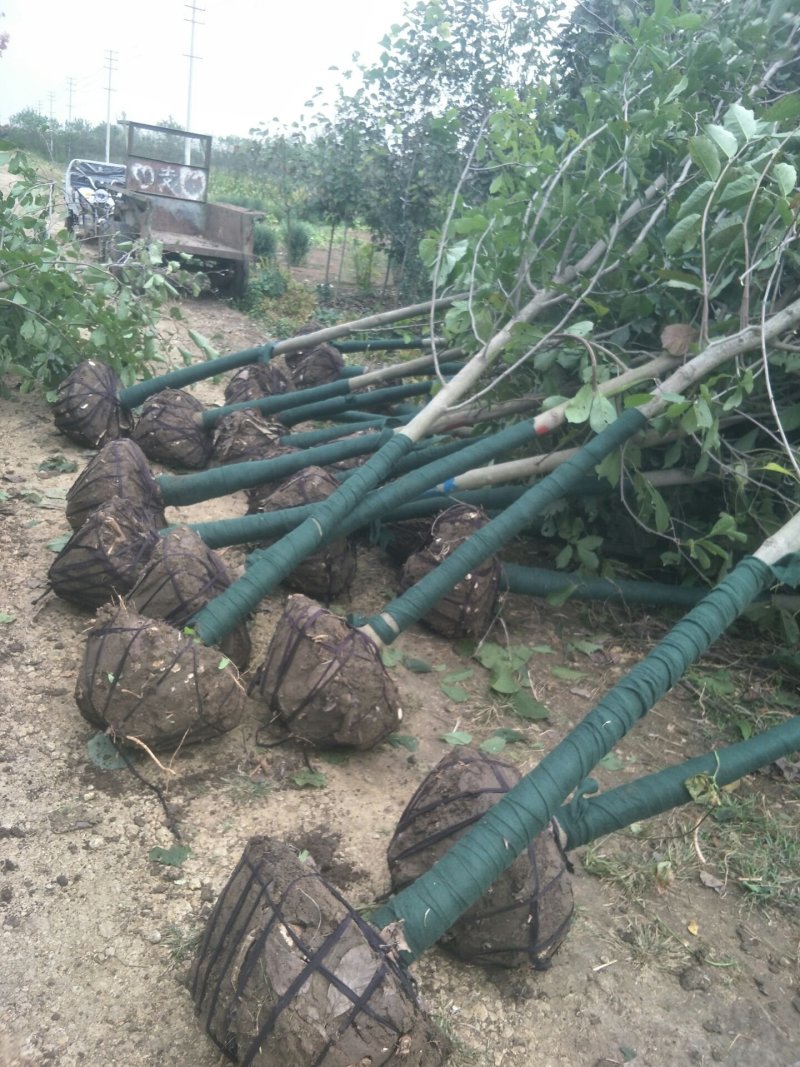 玉兰树