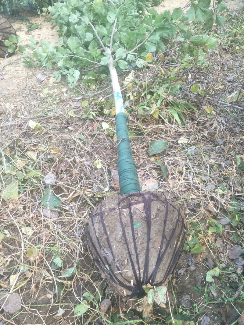 玉兰树