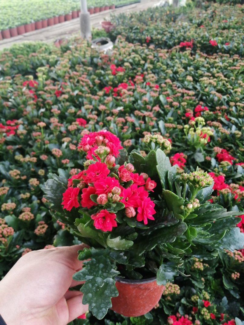 青州长寿花/种植基地发货/品相优/颜色齐全大量出货实惠