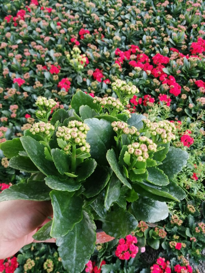 青州长寿花/种植基地发货/品相优/颜色齐全大量出货实惠
