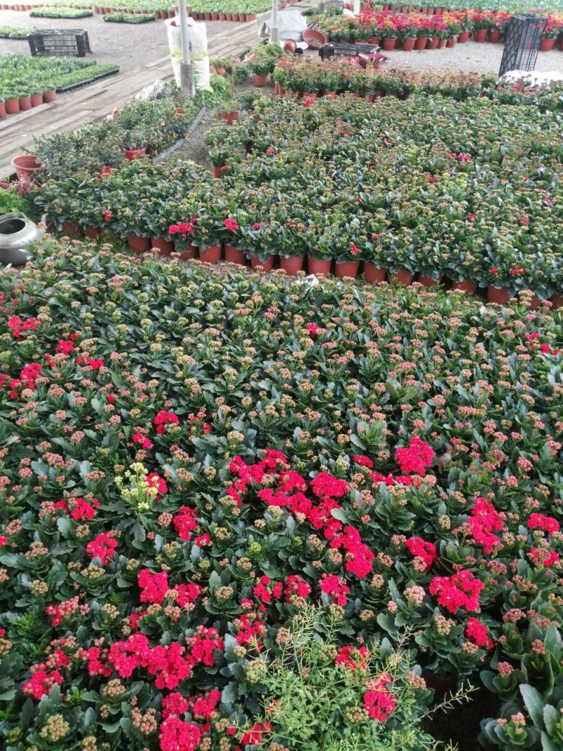 青州长寿花/种植基地发货/品相优/颜色齐全大量出货实惠