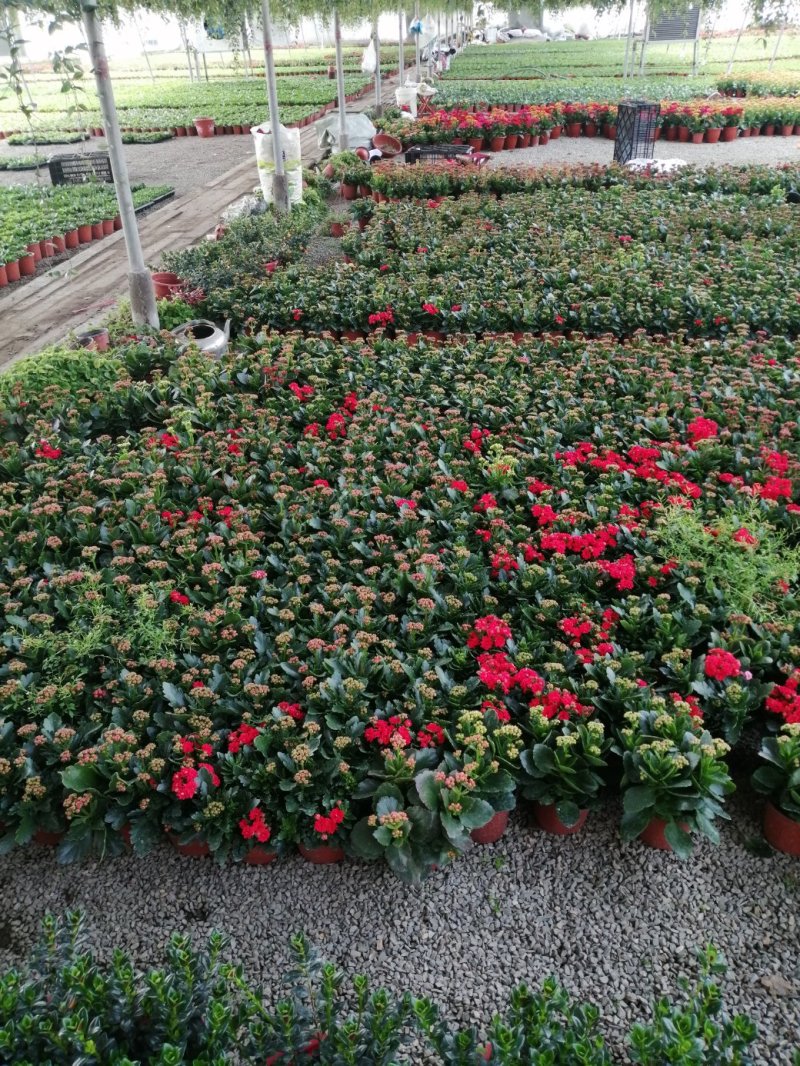 青州长寿花/种植基地发货/品相优/颜色齐全大量出货实惠