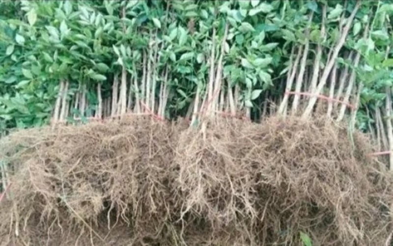 包邮大红袍花椒苗产量大生长快刺少适应性强规格全量大从优