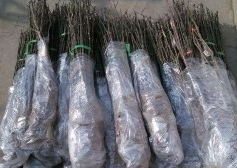 包邮大红袍花椒苗产量大生长快刺少适应性强规格全量大从优