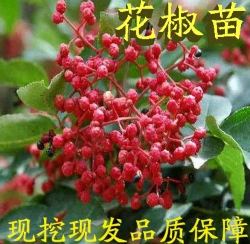包邮大红袍花椒苗产量大生长快刺少适应性强规格全量大从优