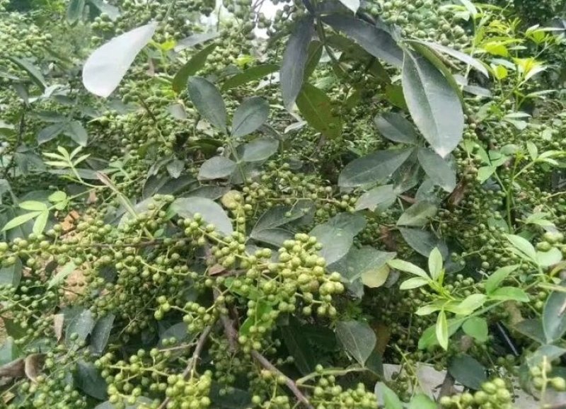 包邮大红袍花椒苗产量大生长快刺少适应性强规格全量大从优